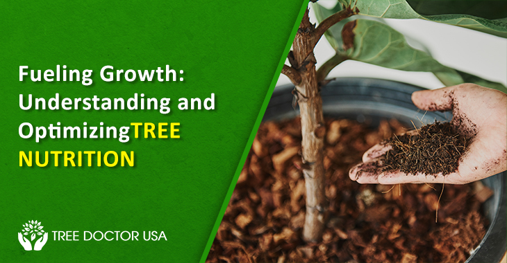 Tree Nutrition