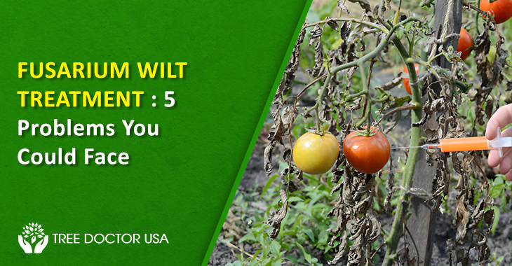Fusarium Wilt Treatment