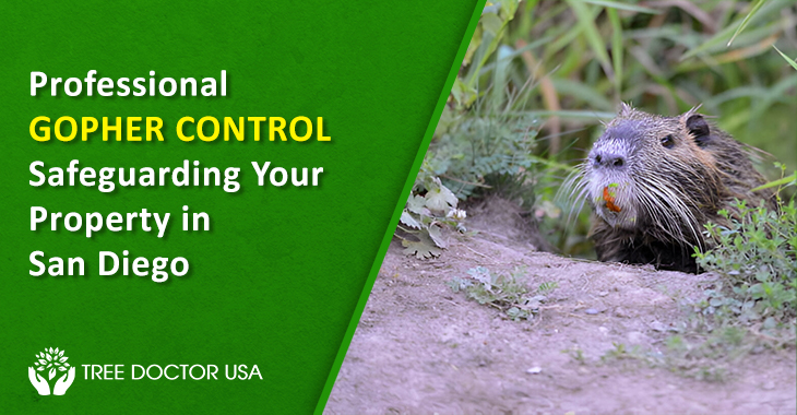 Gopher Control San Diego