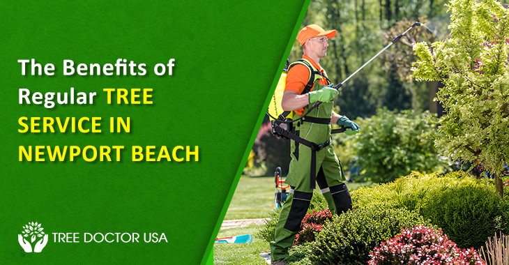 Tree Service Newport Beach