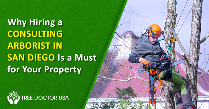 Consulting Arborist San Diego