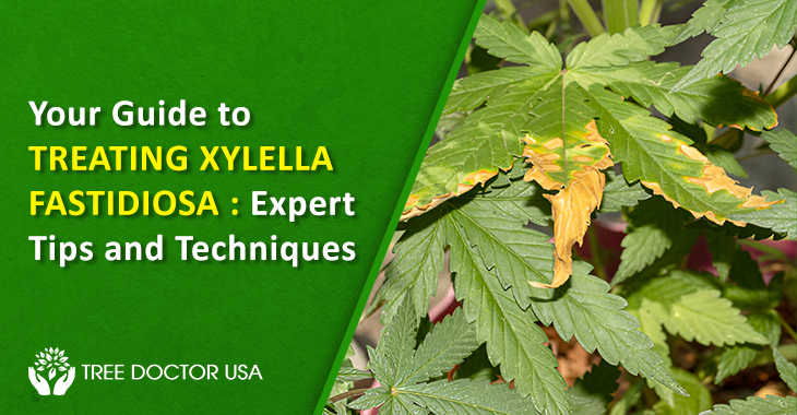 Xylella fastidiosa treatment
