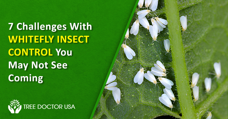 Whitefly Insect Control