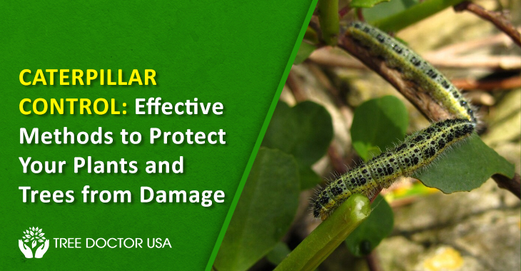 Caterpillar Control