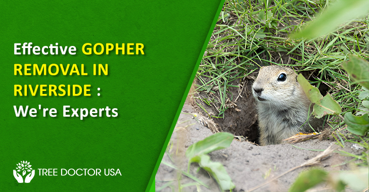 Gopher Removal Riverside