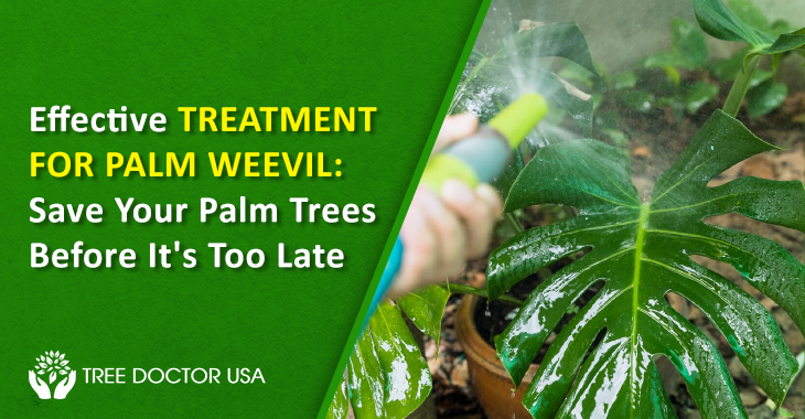 Treatment For Palm Weevil