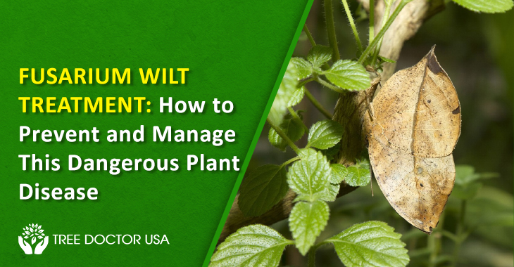 Fusarium Wilt Treatment