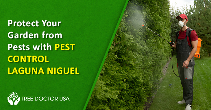 Pest Control Laguna Niguel