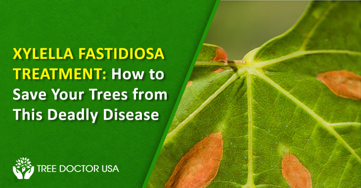Xylella Fastidiosa Treatment