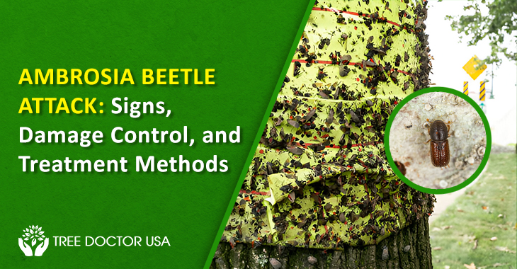 Ambrosia Beetle Control
