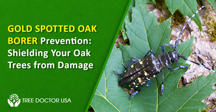 gold spotted oak borer treatment