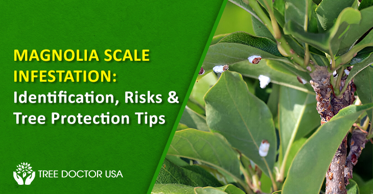 Magnolia Scale Infestation