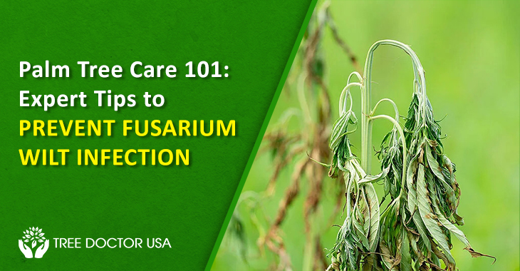 fusarium oxysporum treatment