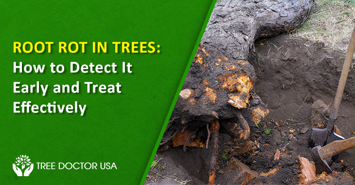 Tree Root Rot Treatment