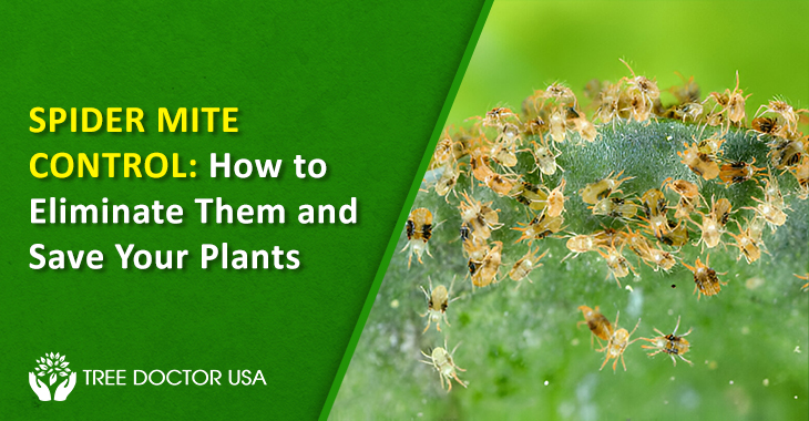 Spider Mites Treatment
