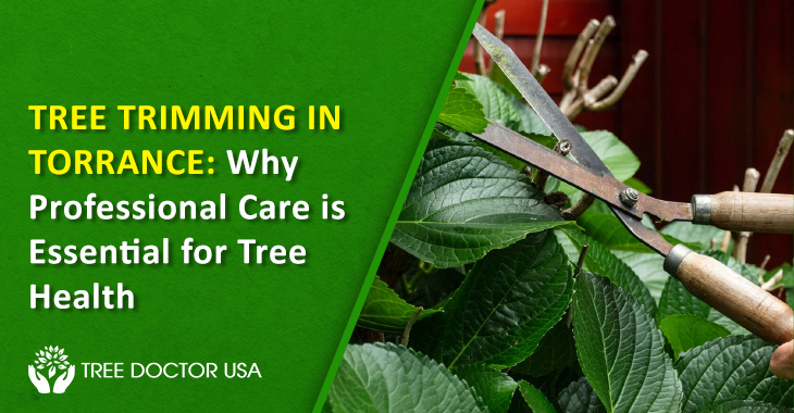 Tree Trimming Torrance