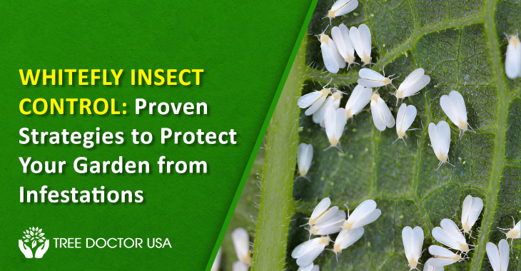 Whitefly Insect Control