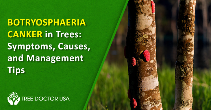 Botryosphaeria Fungus Treatment