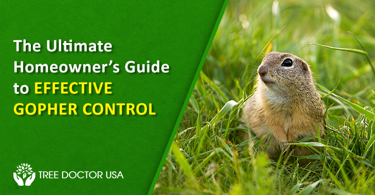 Gopher Removal Los Angeles